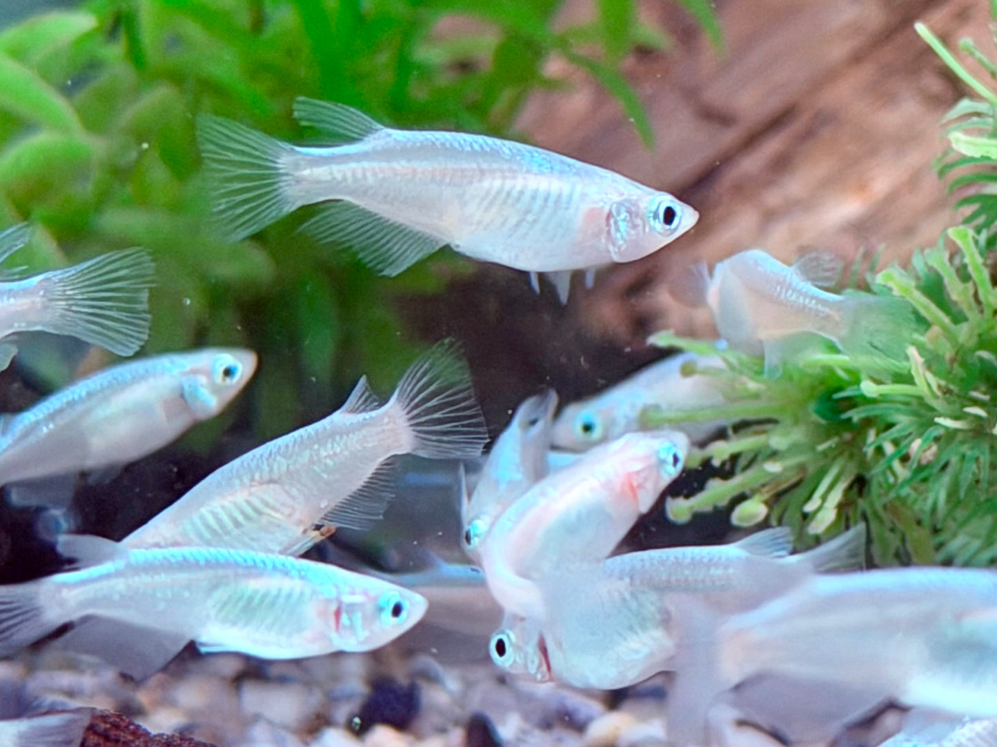 Miyuki blau Medaka Reisfisch  Oryzias latipes