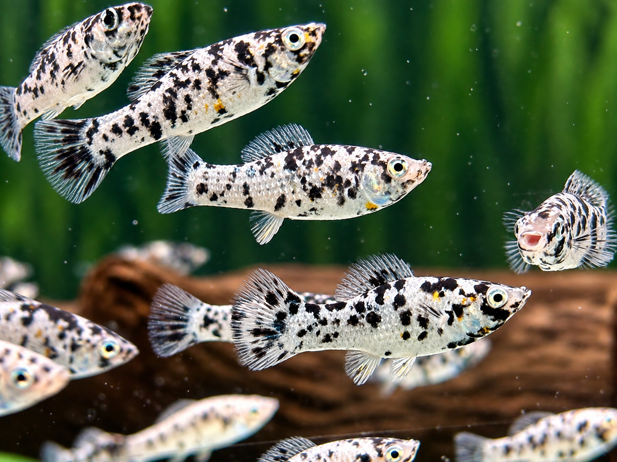 Molly Dalmatiner Poecilia sphenops