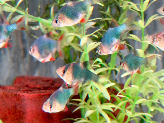 Moosbarbe Puntigrus tetrazona