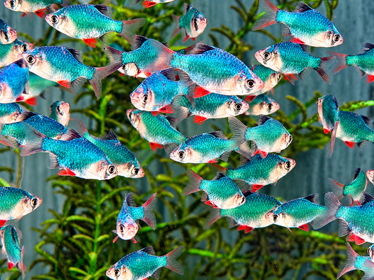 Moosbarbe Puntigrus tetrazona