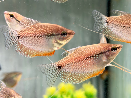 Mosaikfadenfisch Trichogaster leeri