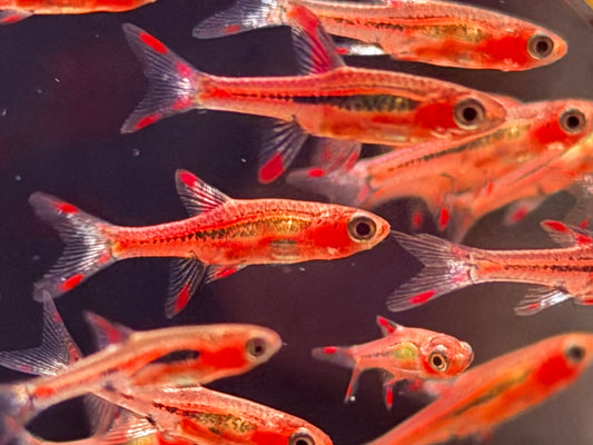 Moskitobärbling Boraras brigittae