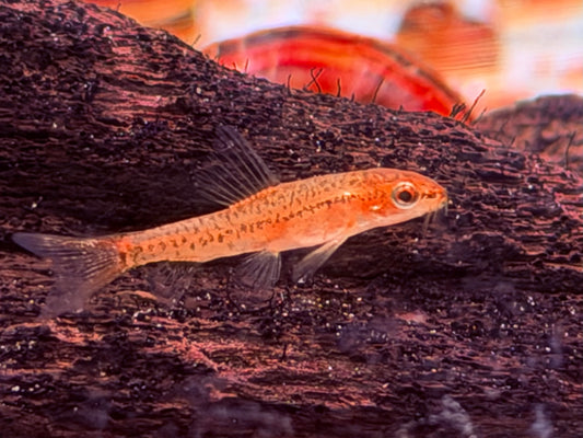 Myanmar I Rosy Zwergschmerle Physoschistura mango
