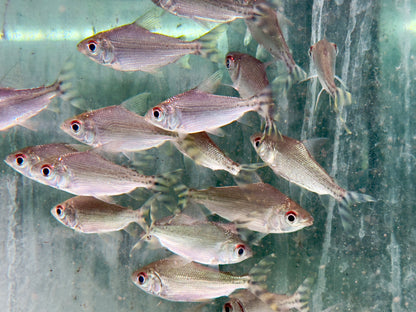 Nachtsalmler Semaprochilodus kneri