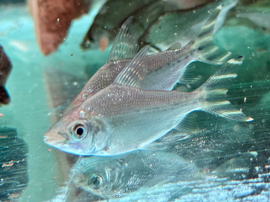 Nachtsalmler Semaprochilodus kneri 4-5 cm