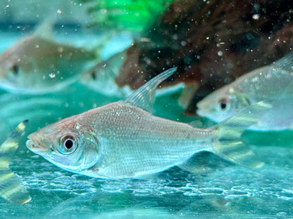 Nachtsalmler Semaprochilodus kneri 4-5 cm