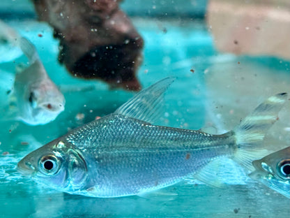 Nachtsalmler Semaprochilodus kneri 4-5 cm