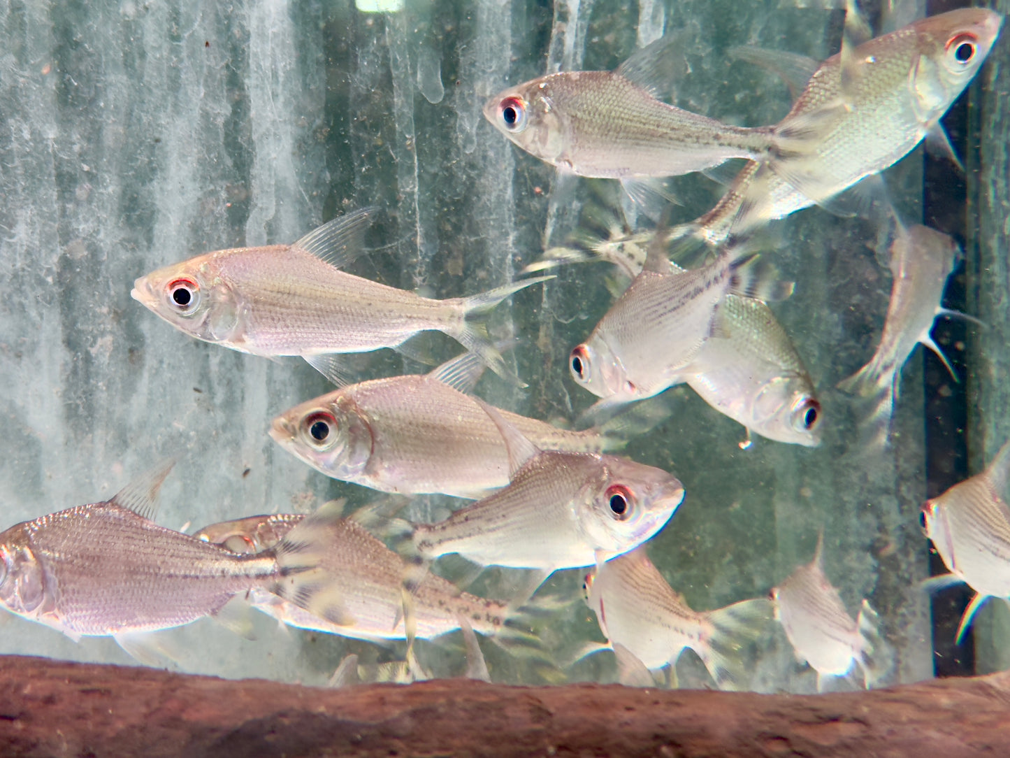 Nachtsalmler Semaprochilodus kneri