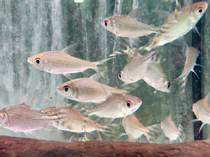 Nachtsalmler Semaprochilodus kneri
