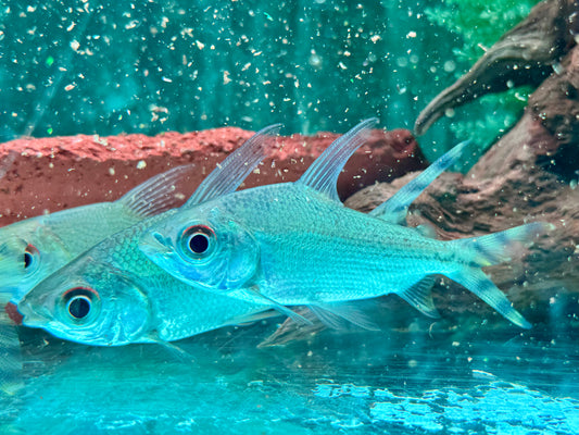 Nachtsalmler Semaprochilodus kneri