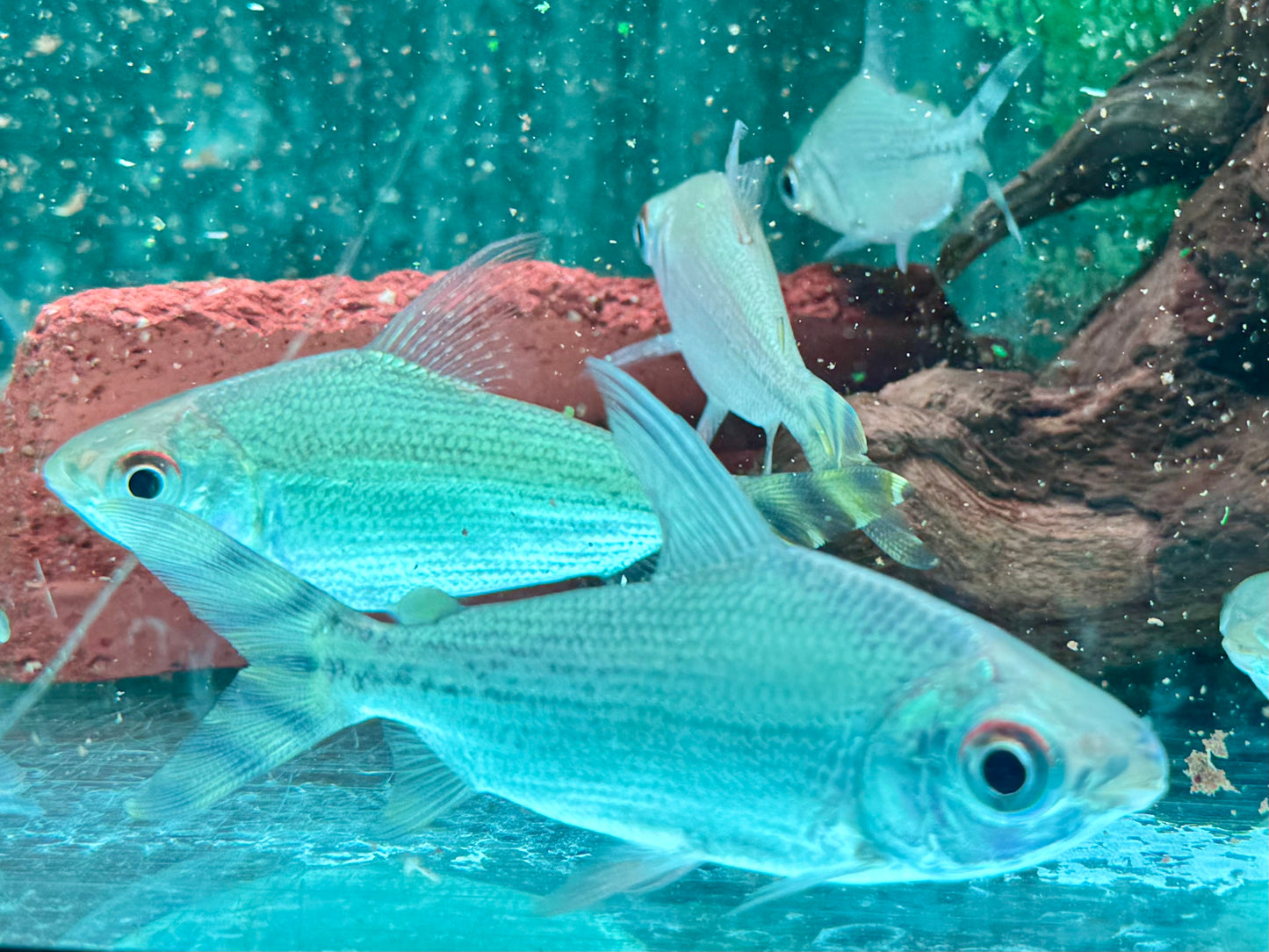 Nachtsalmler Semaprochilodus kneri