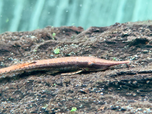 Gemeiner Nadelwels Farlowella acus 6-7 cm