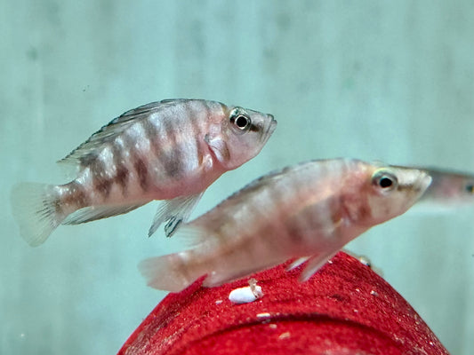 Nanderbuntbarsch Altolamprologus compressiceps 3-4 cm