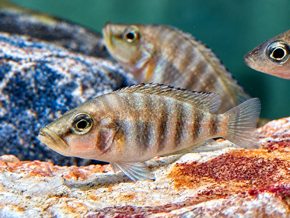 Nanderbuntbarsch Altolamprologus compressiceps 3-4 cm