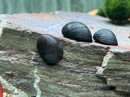 Anthrazit Napfschnecke Stahlhelmschnecke Neritina pulligera
