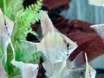 Natur Skalar Pterophyllum scalare