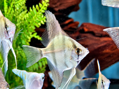 Natur Skalar Pterophyllum scalare