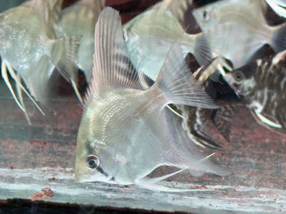 Natur Skalar Pterophyllum scalare