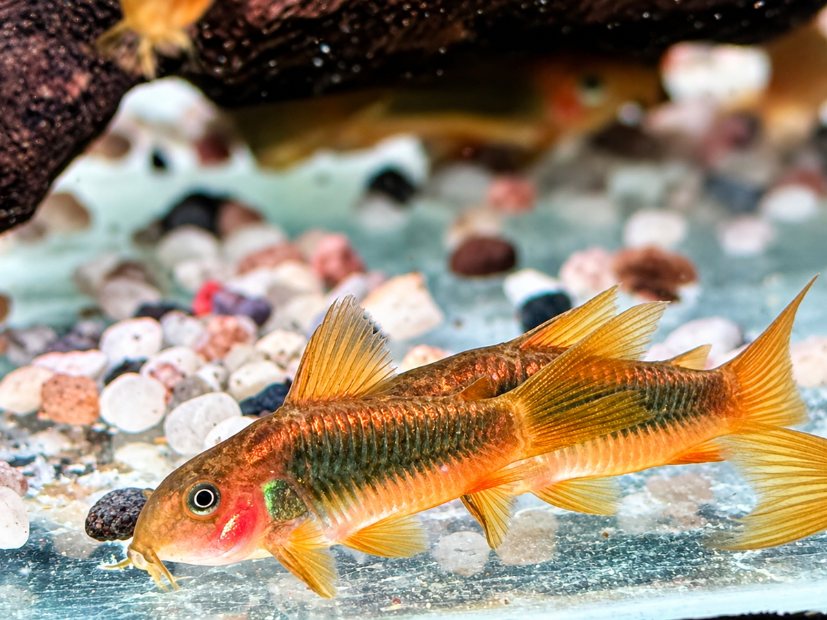 Neon Gold Stripe Panzerwels Corydoras aeneus Neon Gold Stripe CW10