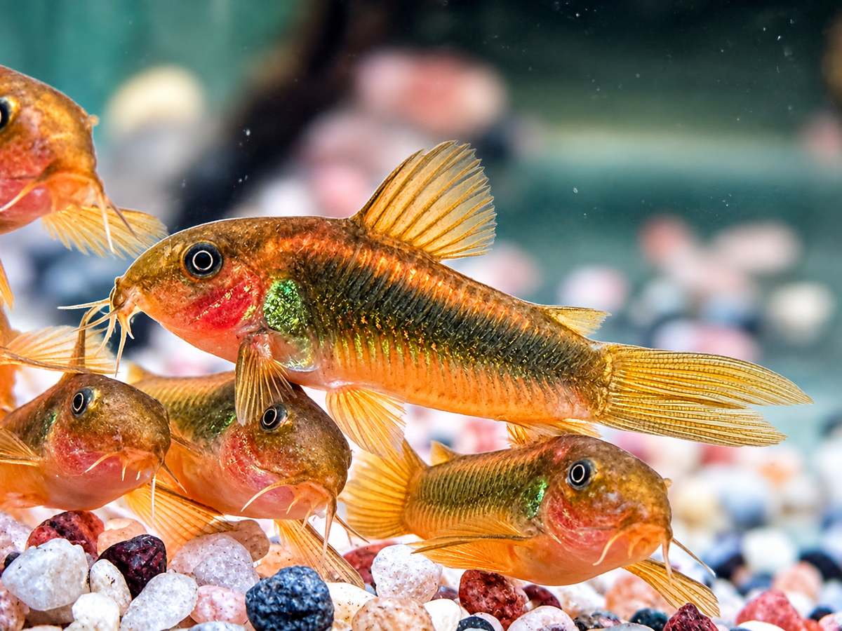 Neon Gold Stripe Panzerwels Corydoras aeneus Neon Gold Stripe CW10