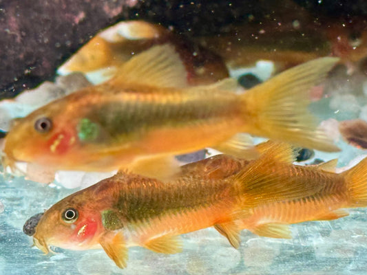 Neon Gold Stripe Panzerwels Corydoras aeneus Neon Gold Stripe CW10