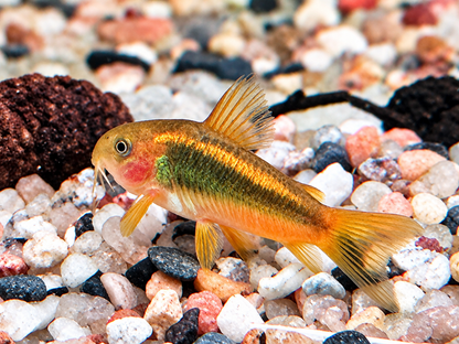 Neon Gold Stripe Panzerwels Corydoras aeneus Neon Gold Stripe CW10