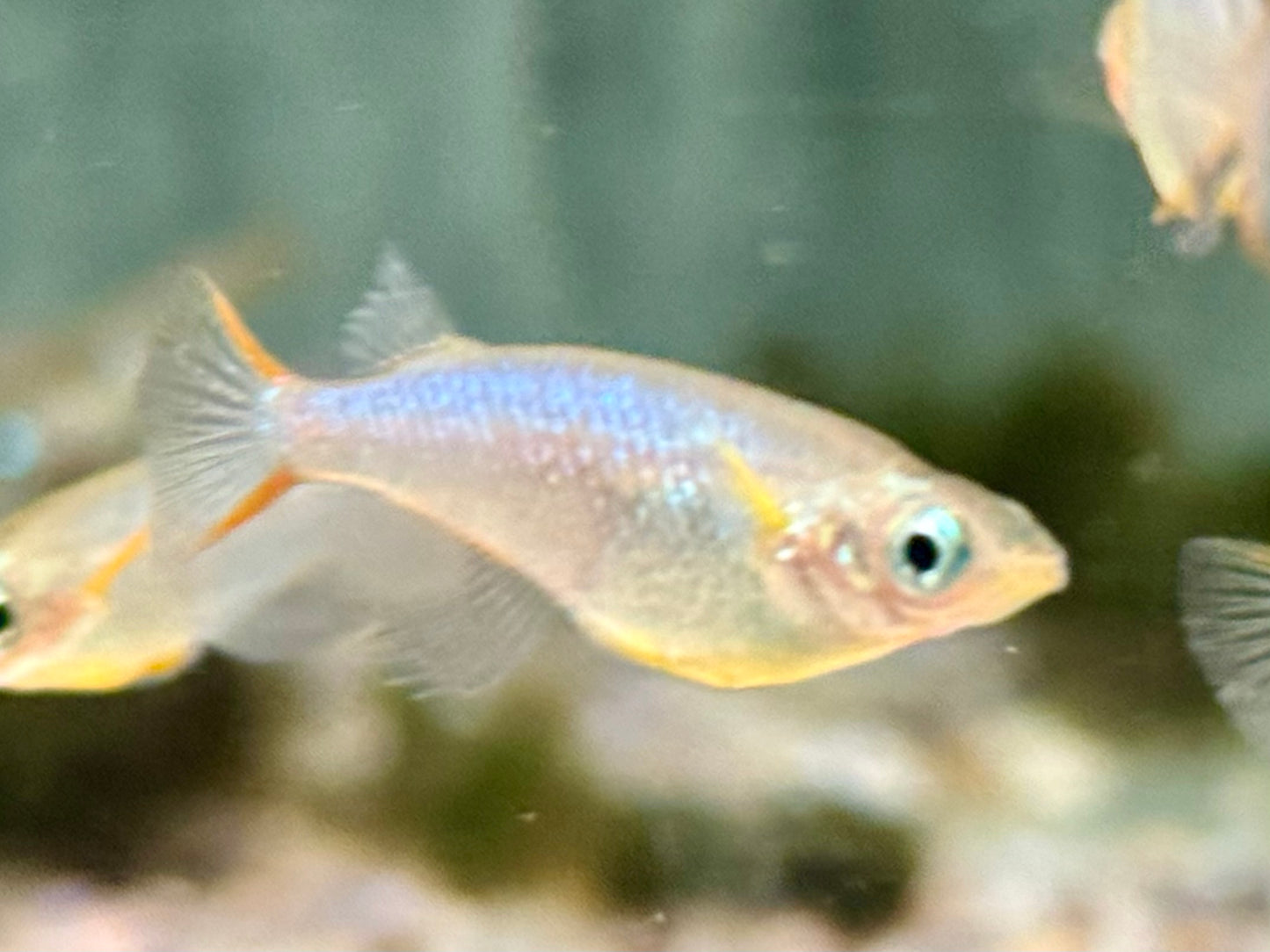 Neon Reisfisch Oryzias woworae