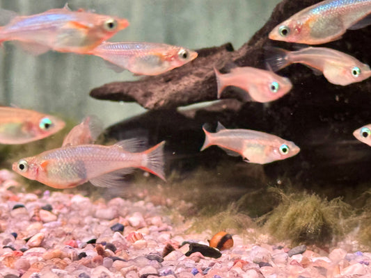 Neon Reisfisch Oryzias woworae