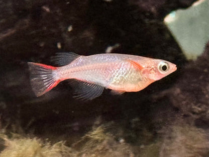 Neon Reisfisch Oryzias woworae