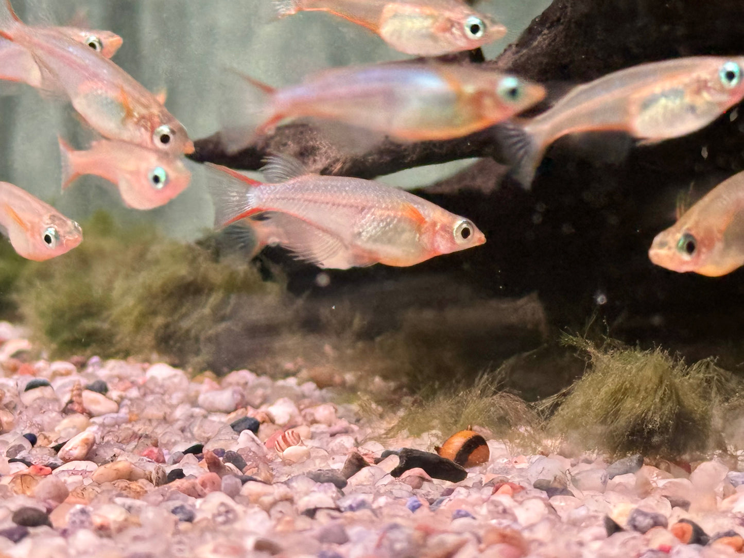 Neon Reisfisch Oryzias woworae