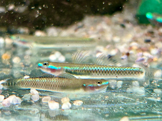 Neonblaue Algengrundel Stiphodon atropurpureus