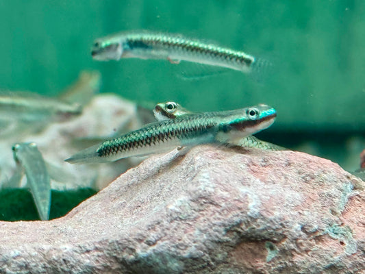 Neonblaue Algengrundel Stiphodon atropurpureus