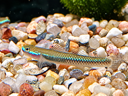 Neonblaue Algengrundel Stiphodon atropurpureus