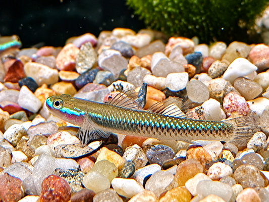 Neonblaue Algengrundel Stiphodon atropurpureus