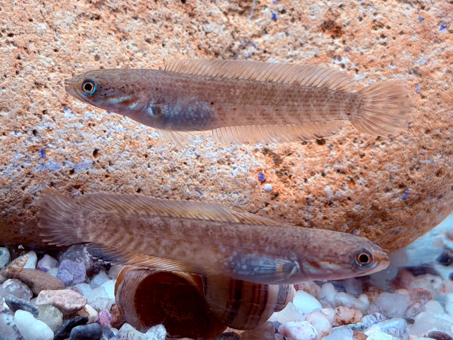 Neonblauer Zwergschlangenkopf Channa andrao 4-5 cm