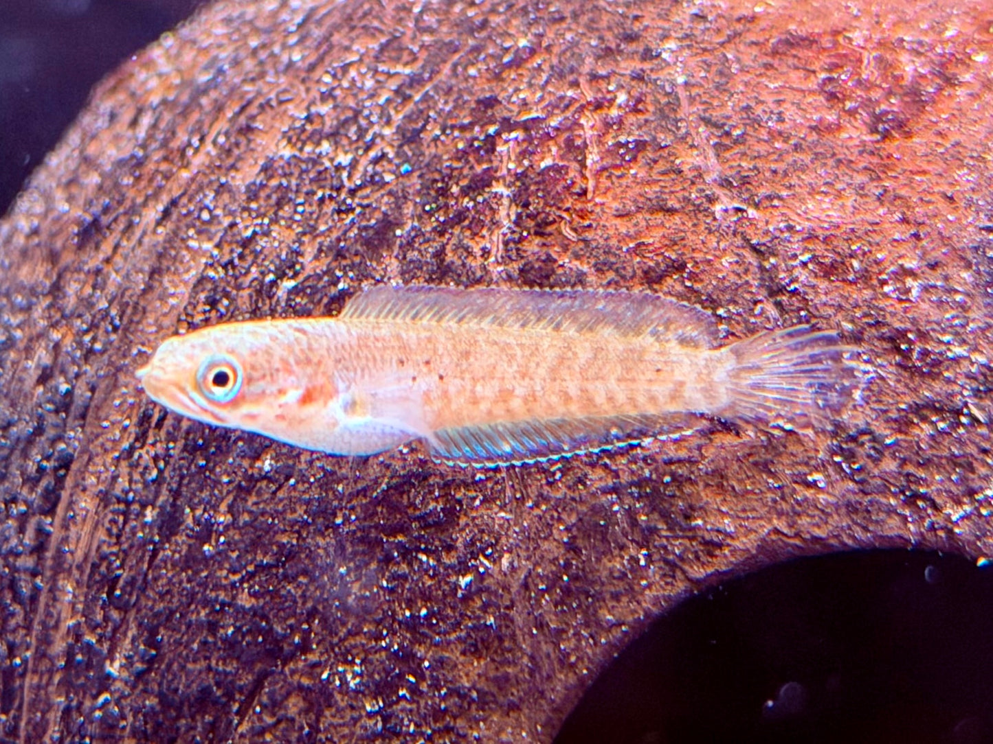 Neonblauer Zwergschlangenkopf Channa andrao 4-5 cm