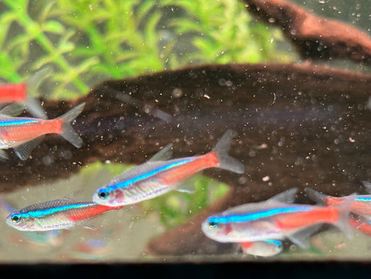 Neonsalmler Neontetra Paracheirodon innesi M
