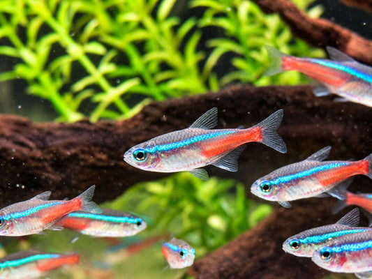 Neonsalmler Neontetra Paracheirodon innesi M