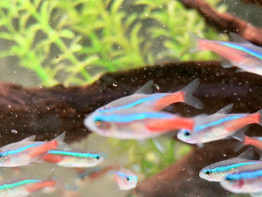 Neonsalmler Neontetra Paracheirodon innesi XL