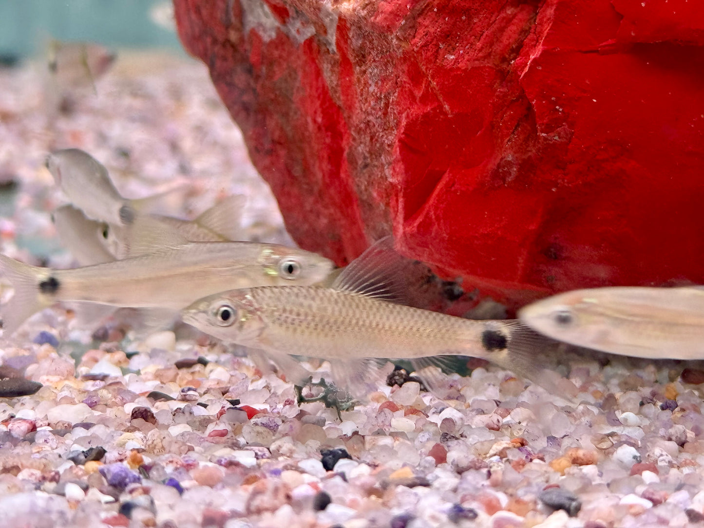 Netzpinselalgenfresser Crossocheilus reticulatus 3,7-4,5 cm