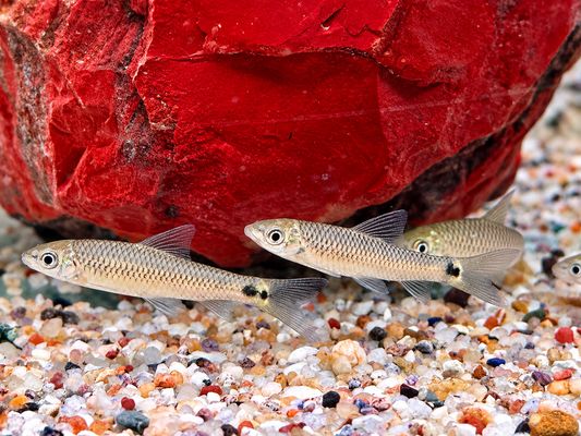 Netzpinselalgenfresser Crossocheilus reticulatus 3,7-4,5 cm