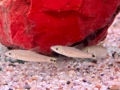 Netzpinselalgenfresser Crossocheilus reticulatus 3,7-4,5 cm