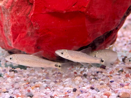 Netzpinselalgenfresser Crossocheilus reticulatus 3,7-4,5 cm