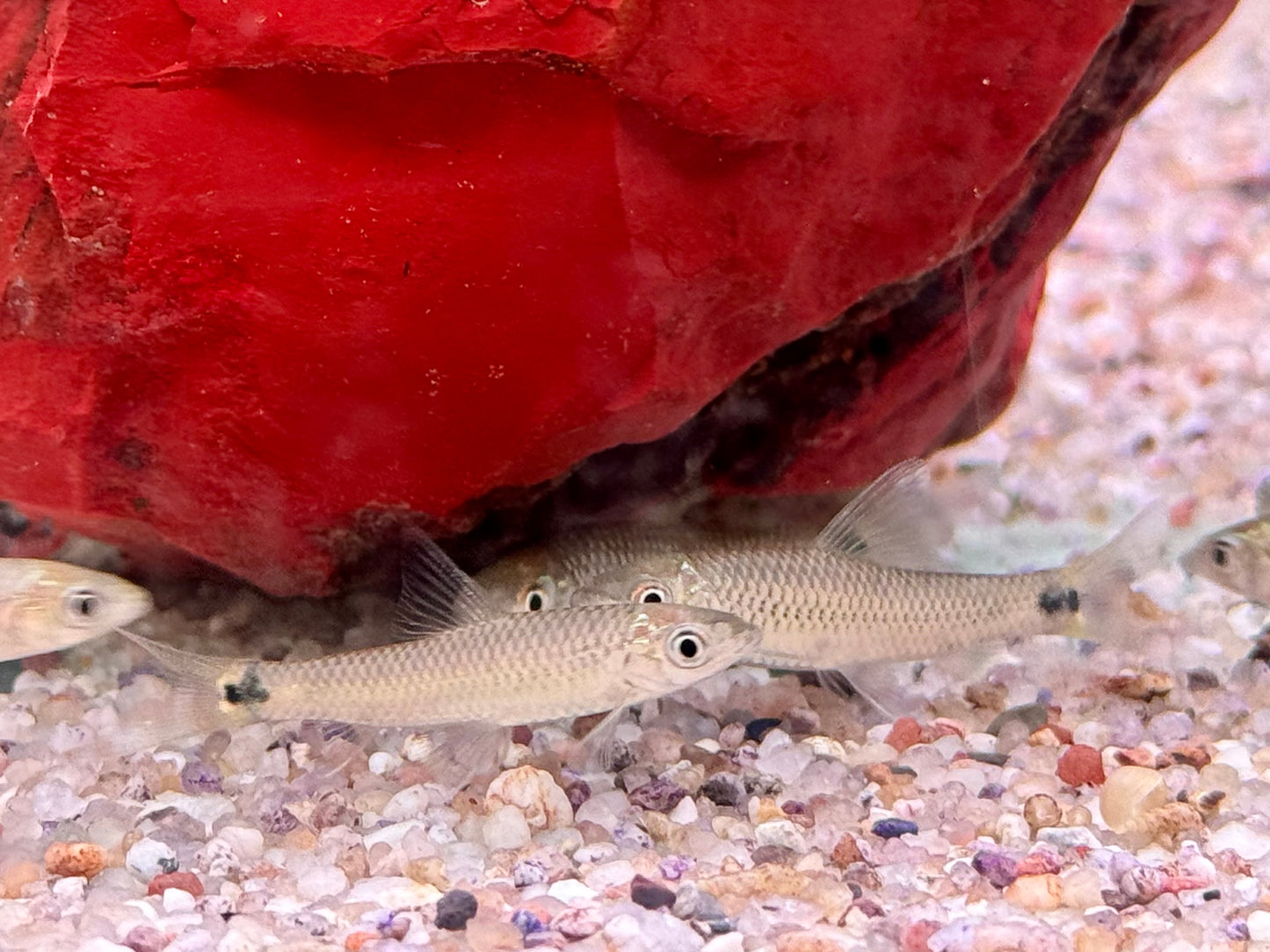 Netzpinselalgenfresser Crossocheilus reticulatus 3,7-4,5 cm
