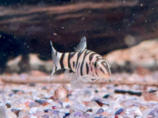 Netzschmerle Botia lohachata