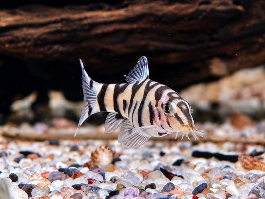 Netzschmerle Botia lohachata