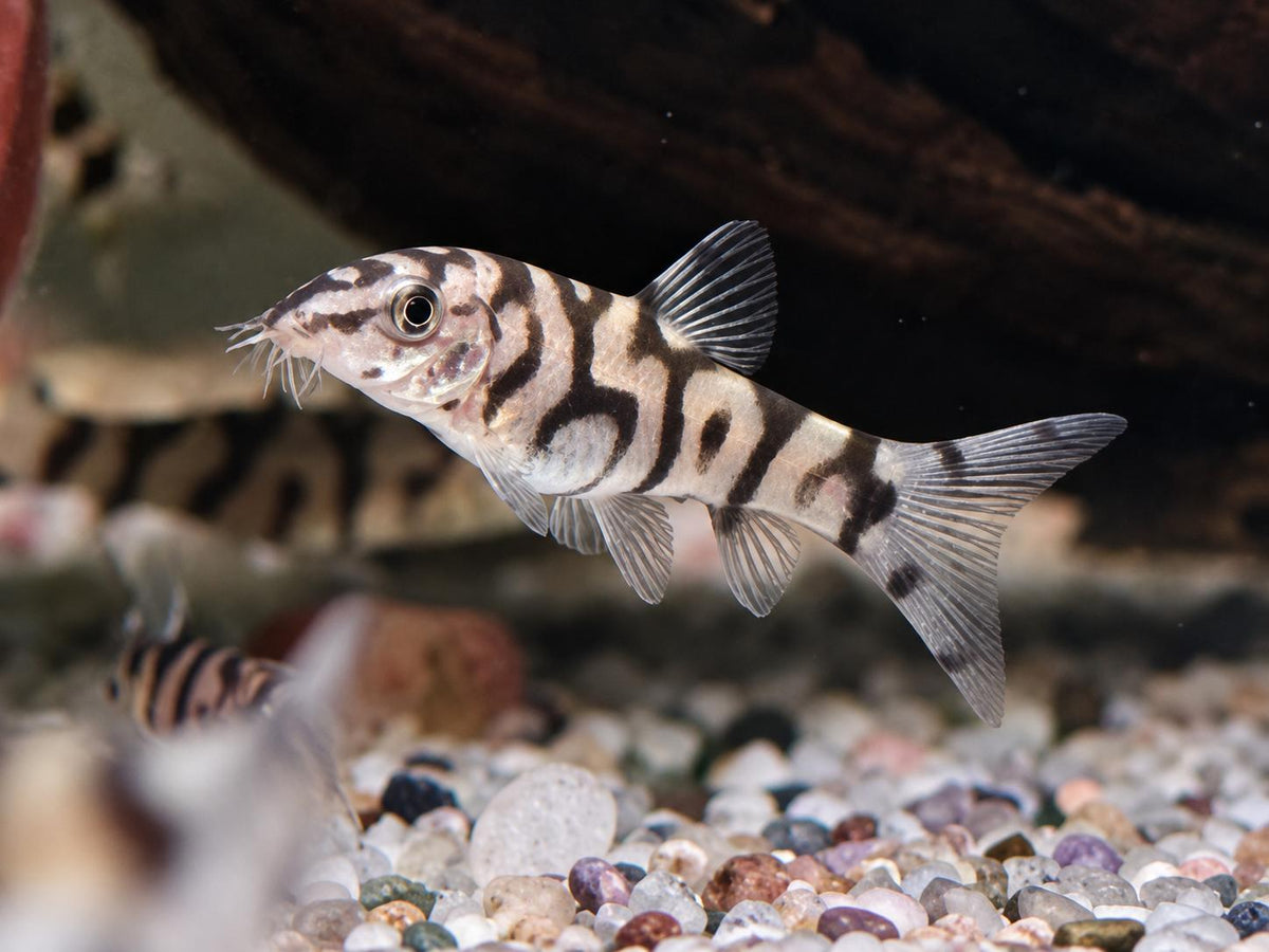 Netzschmerle Botia lohachata