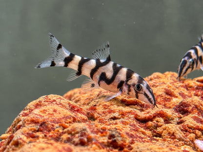 Netzschmerle Botia lohachata