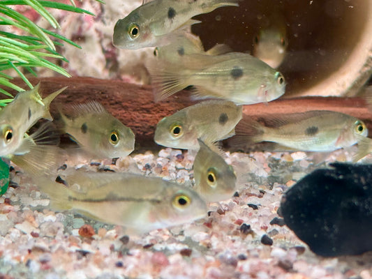 Nicaragua Buntbarsch Hypsophrys I Cichlasoma nicaraguensis