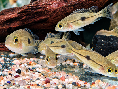 Nicaragua Buntbarsch Hypsophrys I Cichlasoma nicaraguensis